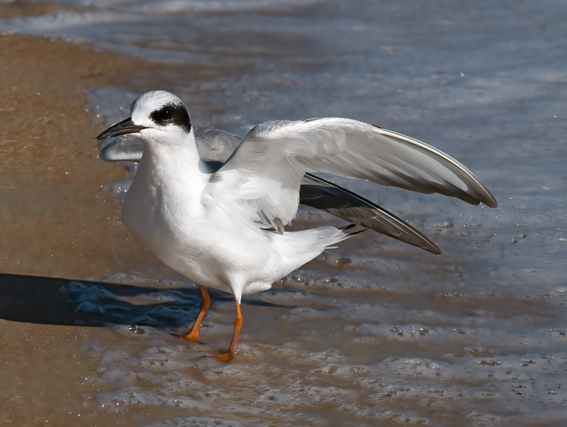 Forsters_Tern_09_FL_029