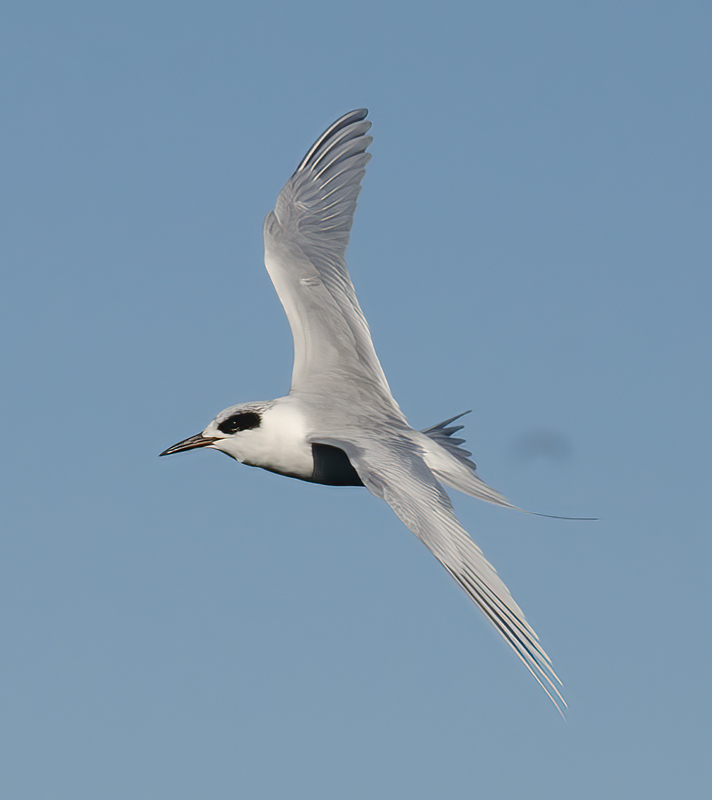 Forsters_Tern_10_CA_015