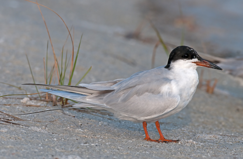 Forsters_Tern_10_FL_003
