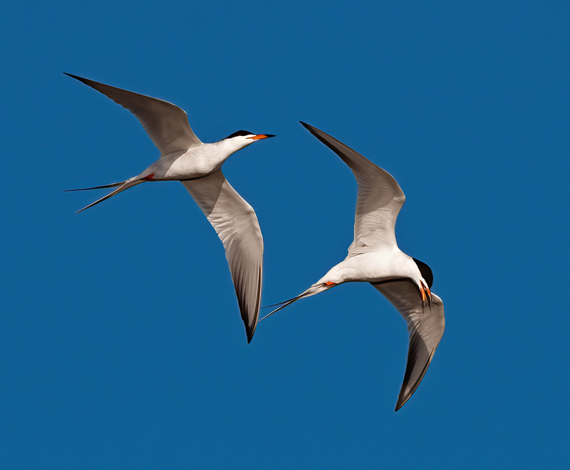 Forsters_Tern_14_CA_019