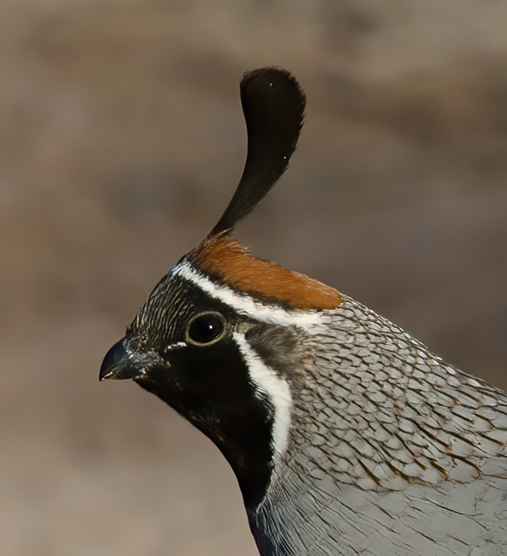 Gambels_Quail_10_CA_059