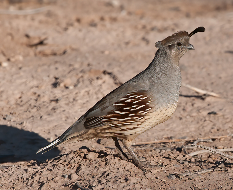 Gambels_Quail_10_CA_060