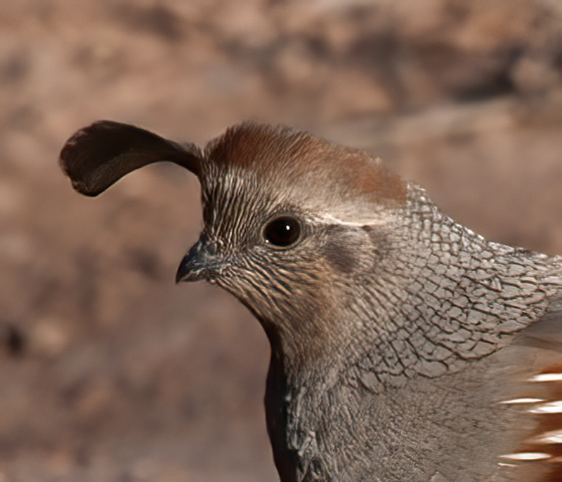 Gambels_Quail_10_CA_061