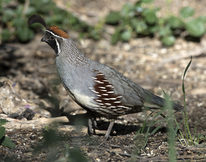 Gambels_Quail_15_AZ_005