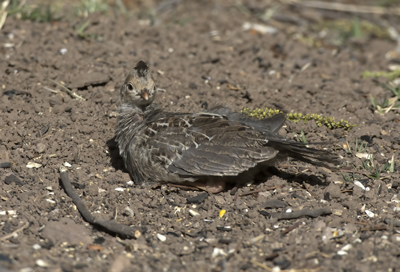 Gambels_Quail_15_AZ_016