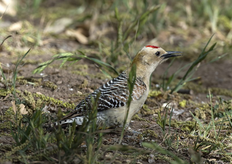 Gila_Woodpecker_15_AZ_032