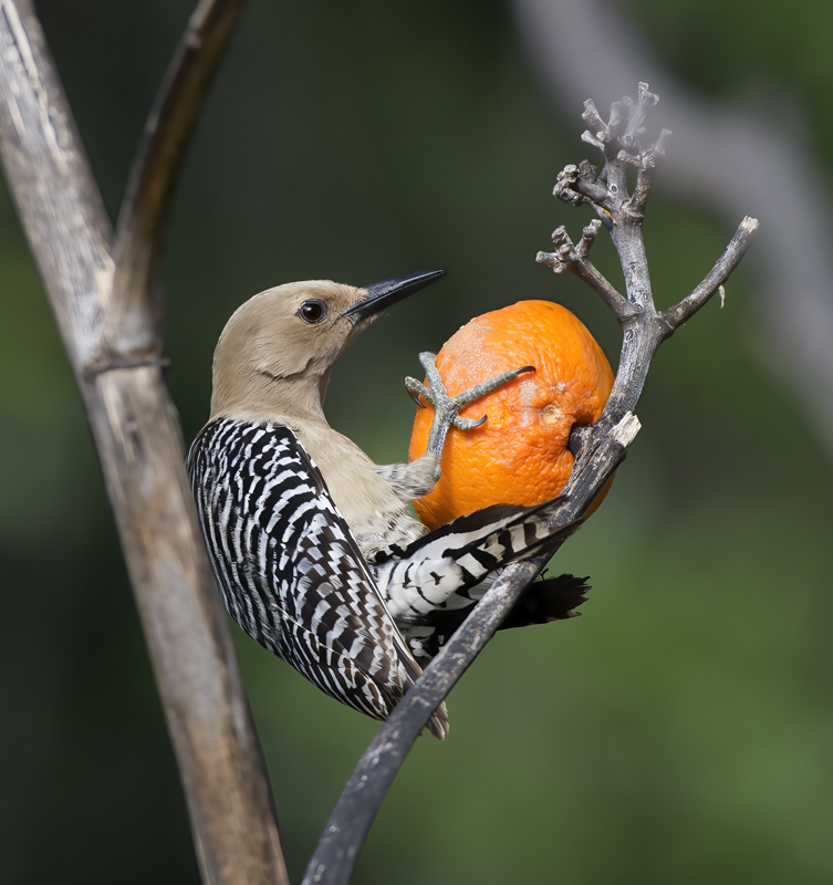 Gila_Woodpecker_15_AZ_036