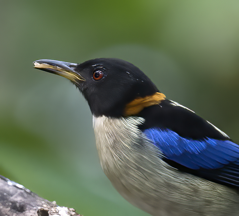Golden-collared_Honeycreeper_18_Ecuador_007a