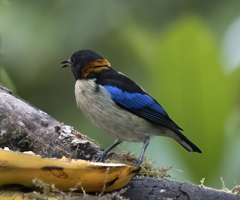 Golden-collared_Honeycreeper_18_Ecuador_008