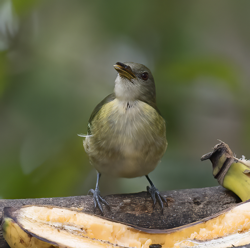 Golden-collared_Honeycreeper_18_Ecuador_022