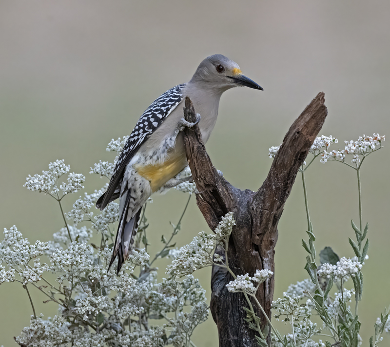Golden-fronted_Woodpecker_24_TX_C_513