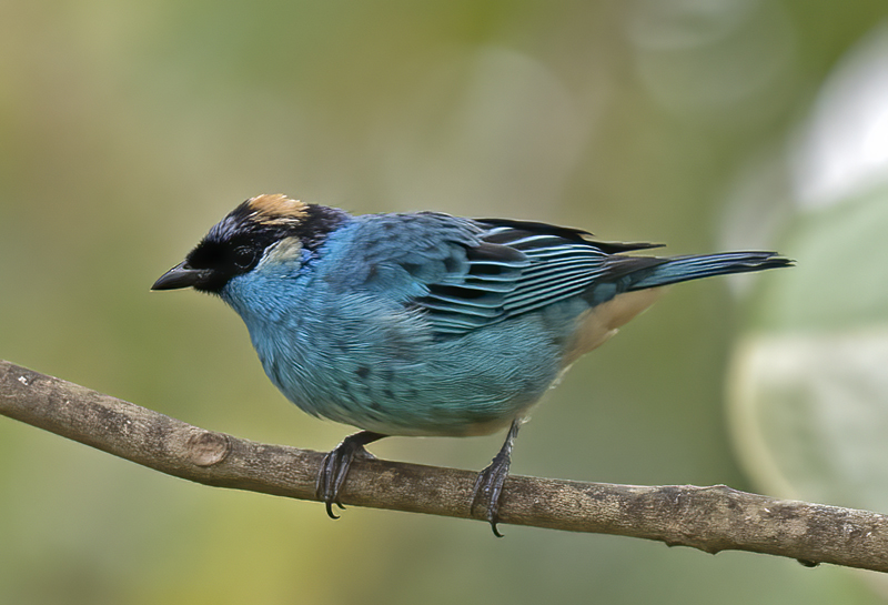 Golden-naped_Tanager_18_Ecuador_009
