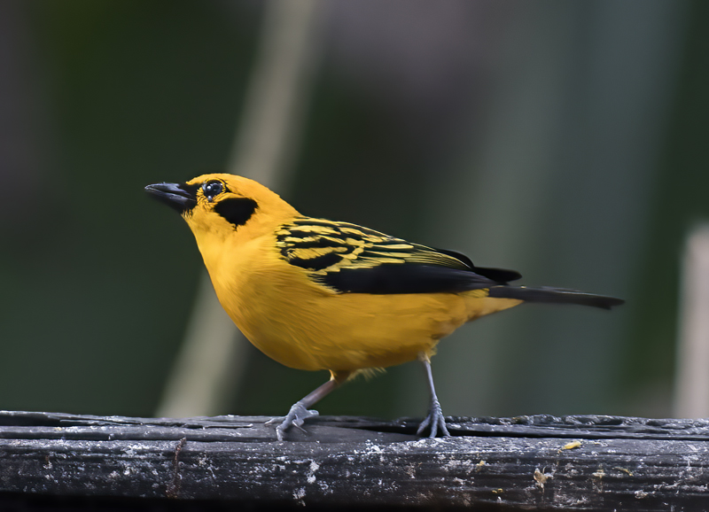 Golden_Tanager_18_Ecuador_001