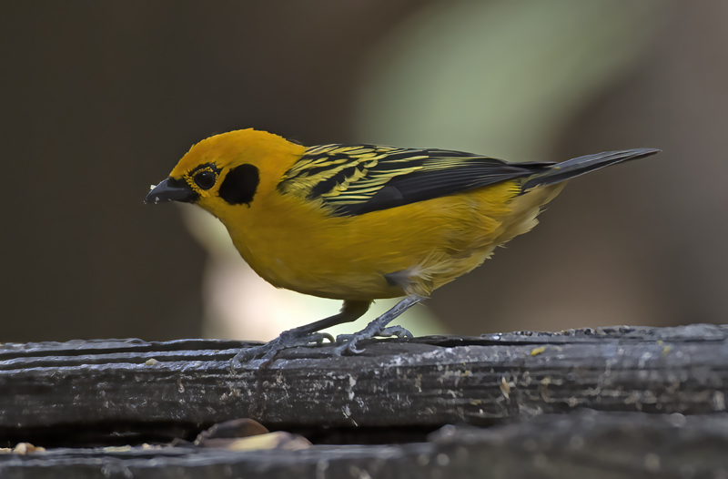 Golden_Tanager_18_Ecuador_006