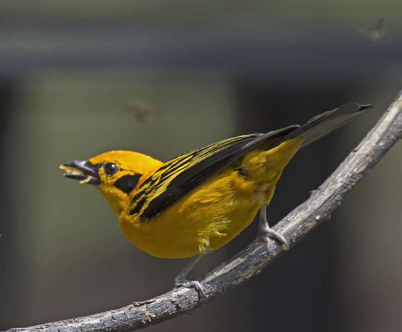 Golden_Tanager_18_Ecuador_007