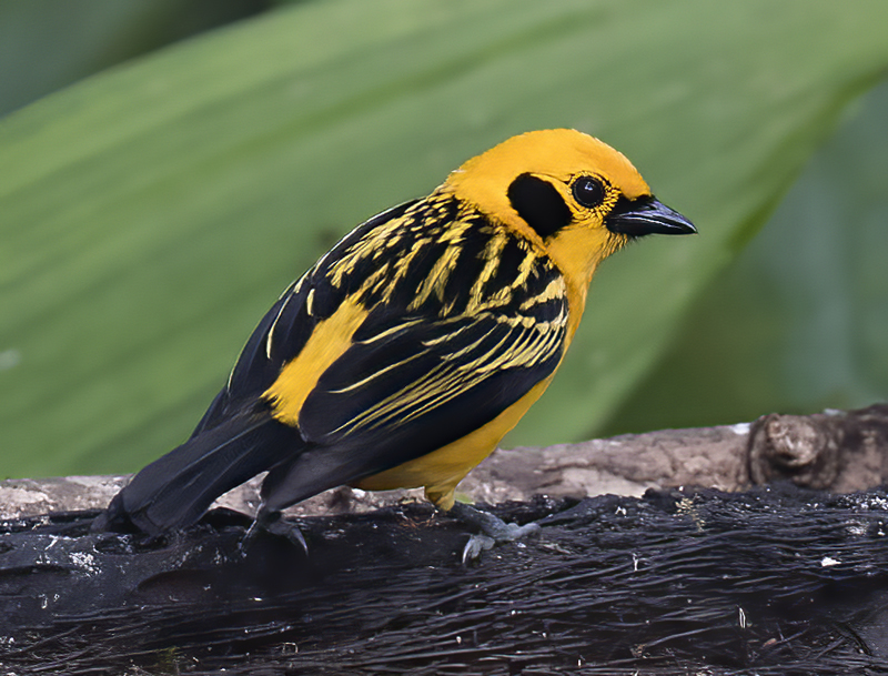 Golden_Tanager_18_Ecuador_009