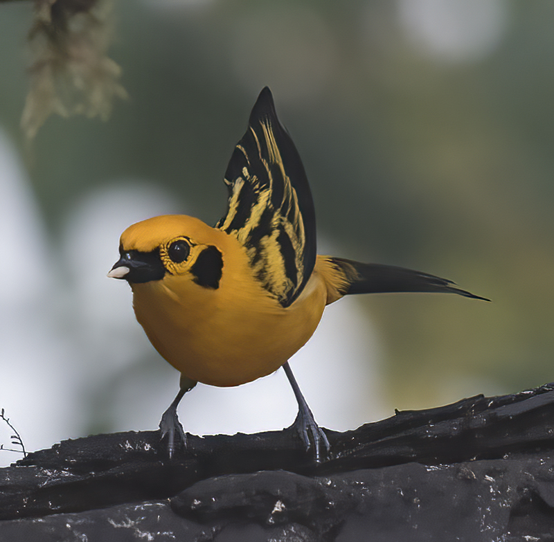 Golden_Tanager_18_Ecuador_013