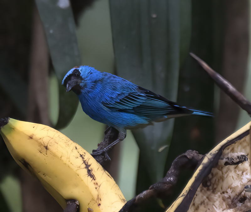 Golden_naped_Tanager_17_Peru_002