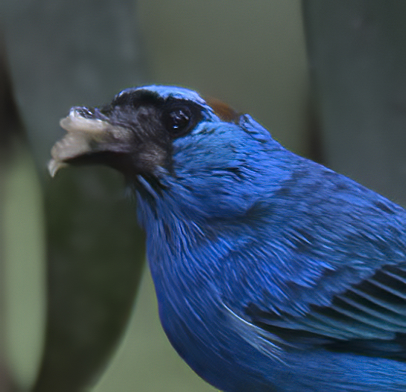 Golden_naped_Tanager_17_Peru_009