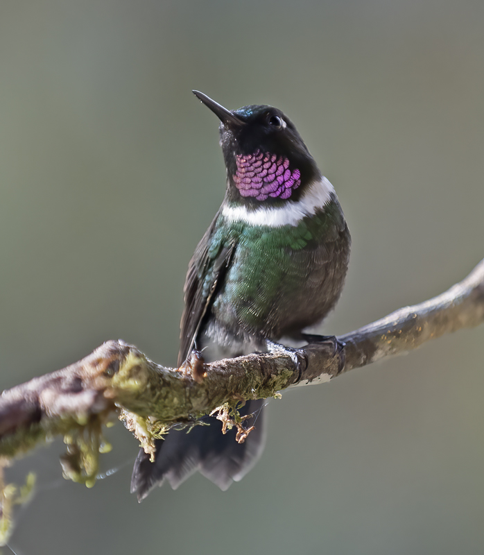 Gorgeted_Sunangel_18_Ecuador_029a