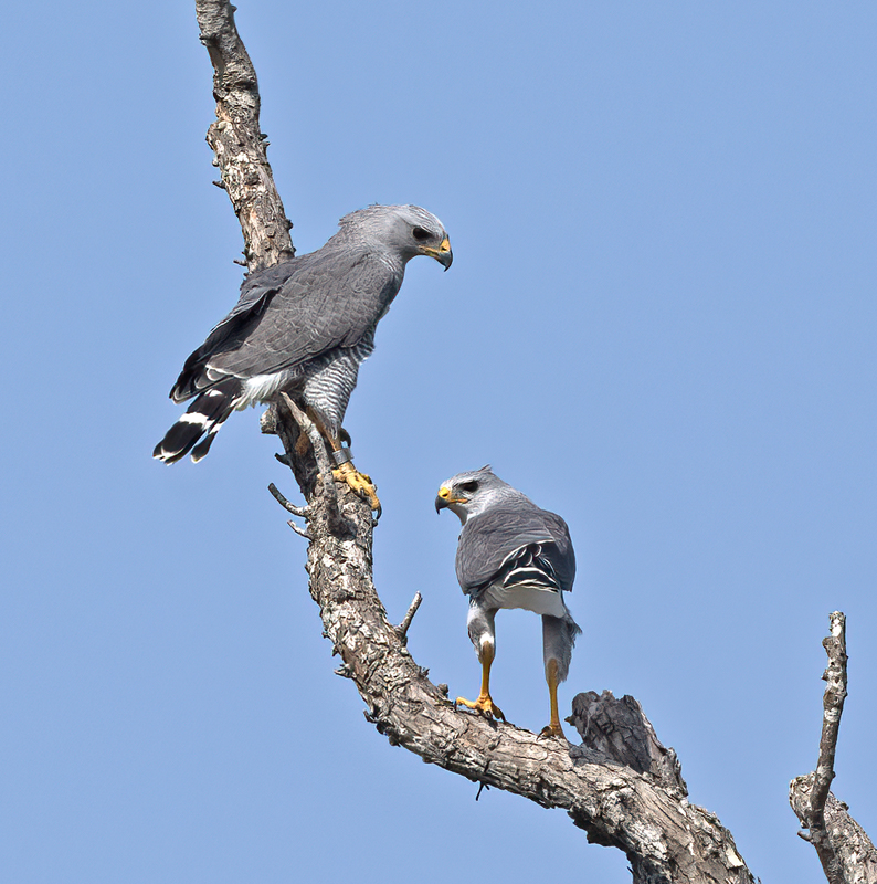 Gray_Hawk_24_TX_C_510