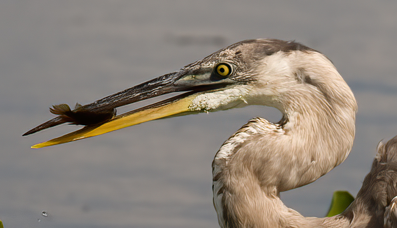 Great_Blue_Heron_09_FL_050