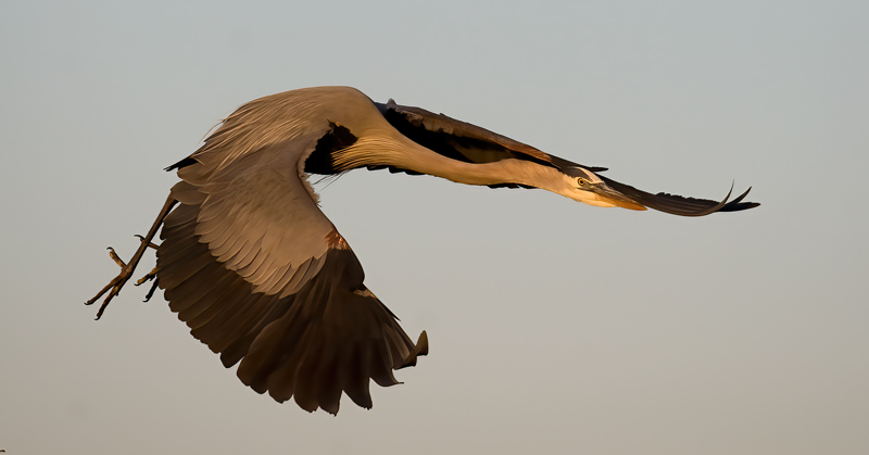 Great_Blue_Heron_09_FL_068