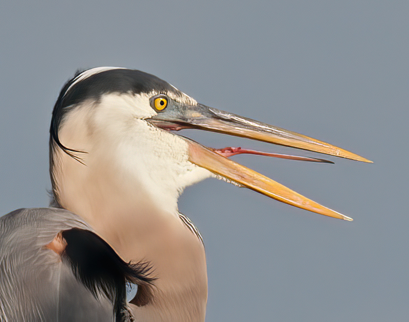 Great_Blue_Heron_10_FL_028