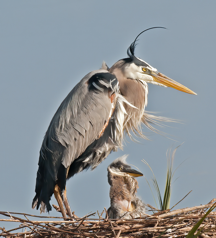 Great_Blue_Heron_10_FL_042
