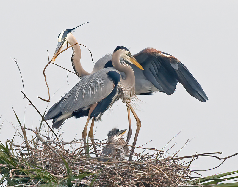 Great_Blue_Heron_10_FL_046