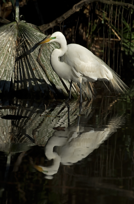 Great_Egret_08_FL_003