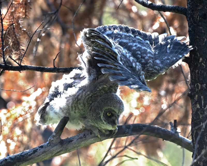 Great_Gray_Owl_23_Canada_L_530