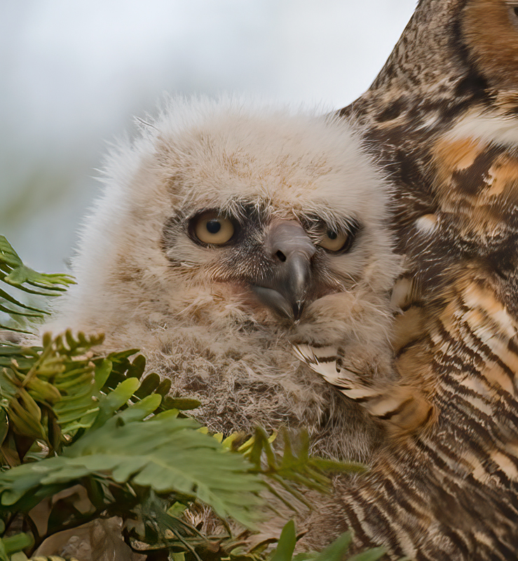 Great_Horned_Owl_10_FL_115