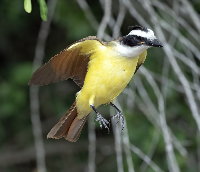 Great_Kiskadee_24_TX_L_006