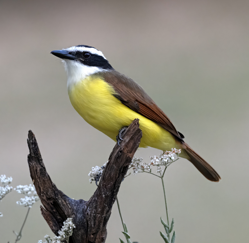 Great_Kiskadee_24_TX_L_030