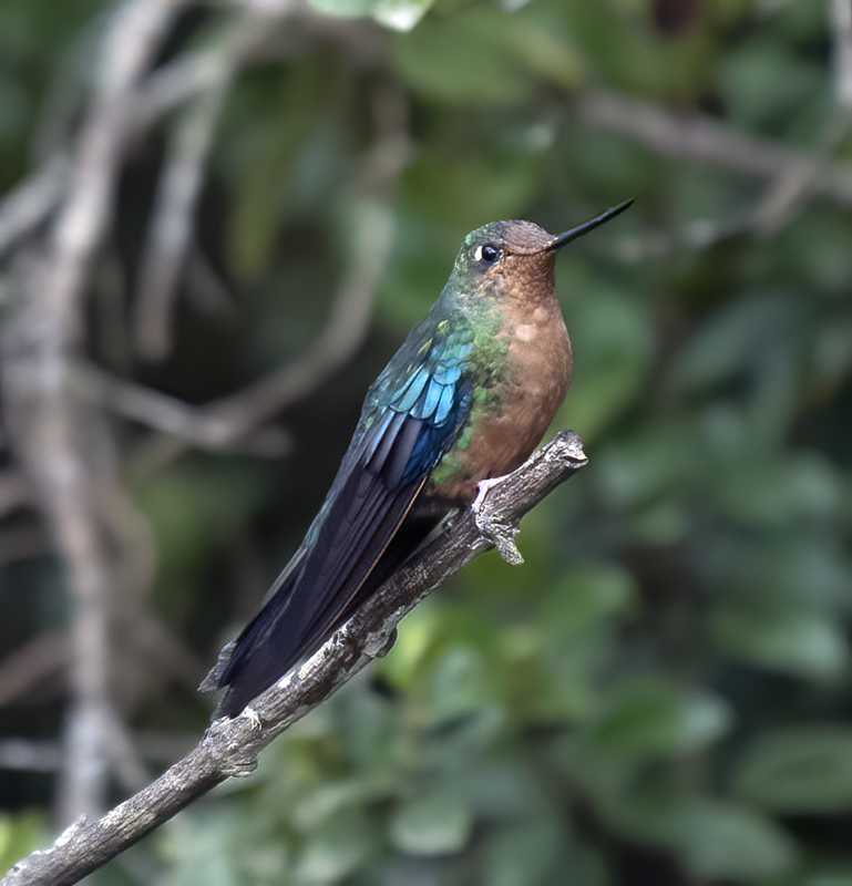 Great_Sapphirewing_18_Ecuador_004