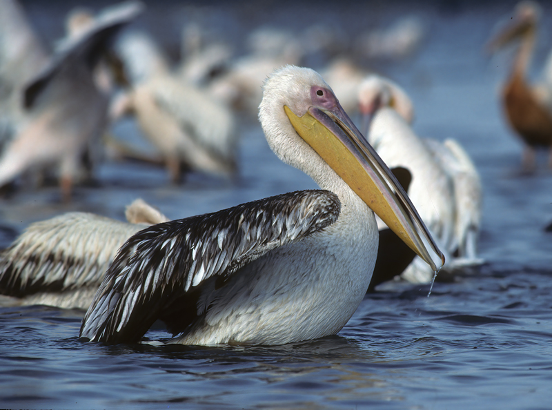 Great_White_Pelican_90_Kenya_011