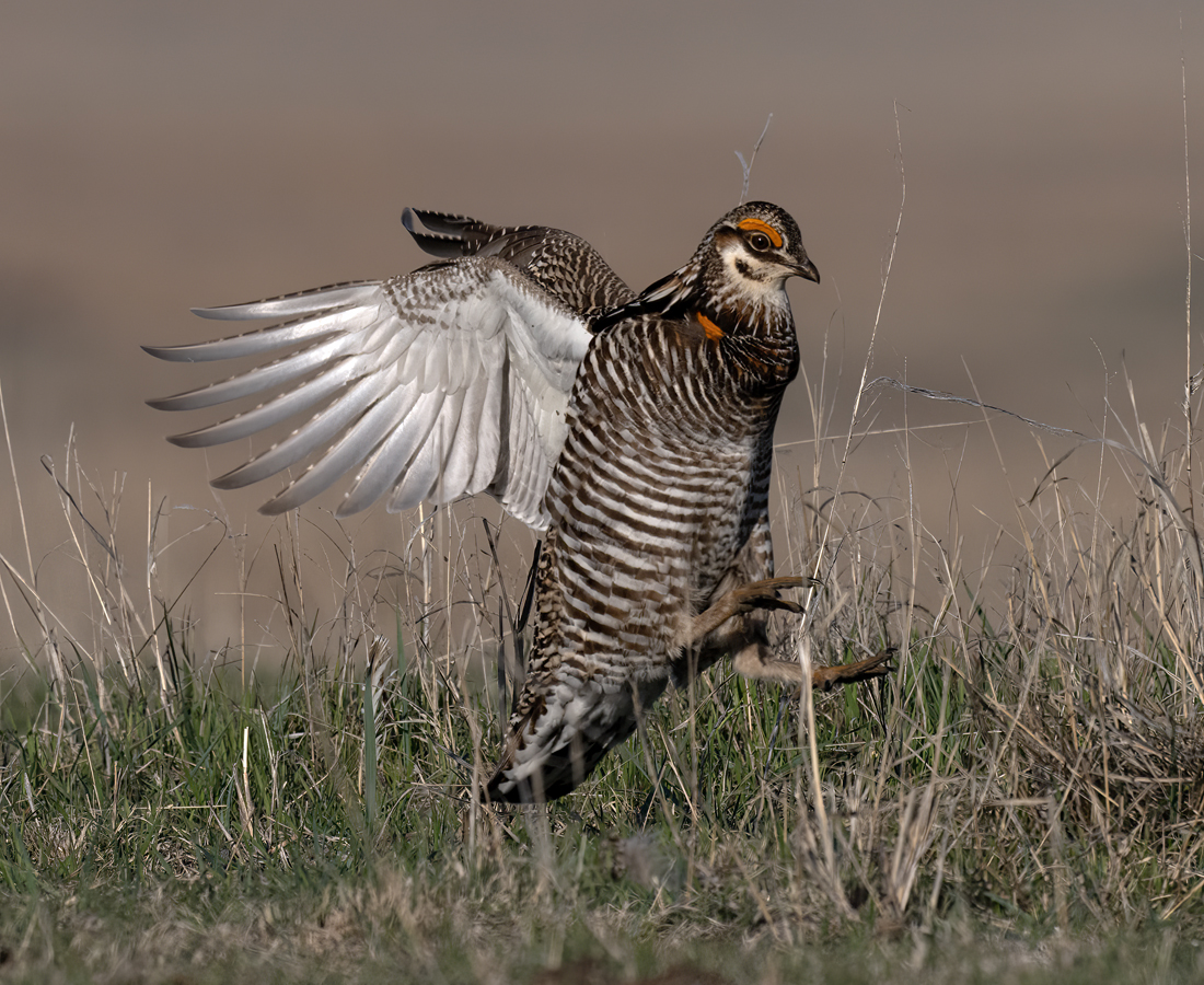 Greater_Prairie-Chicken_24_KA_L_051