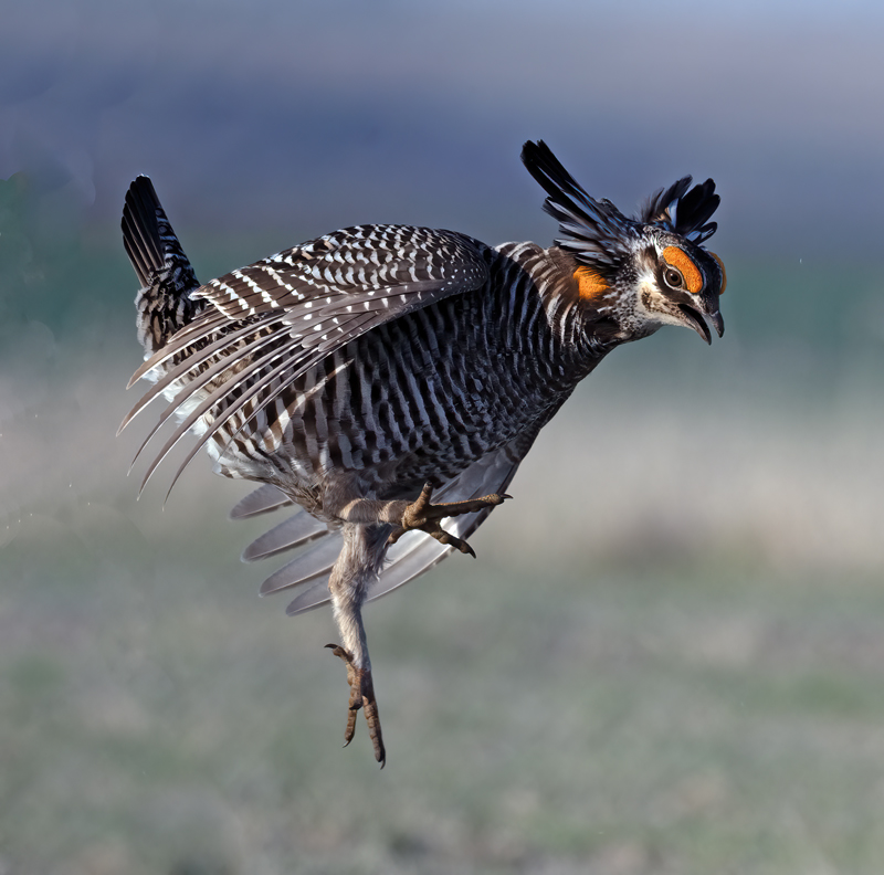 Greater_Prairie-Chicken_24_KA_L_060