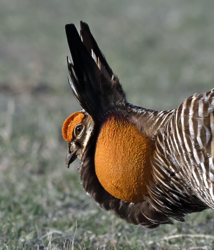 Greater_Prairie-Chicken_24_KA_L_141