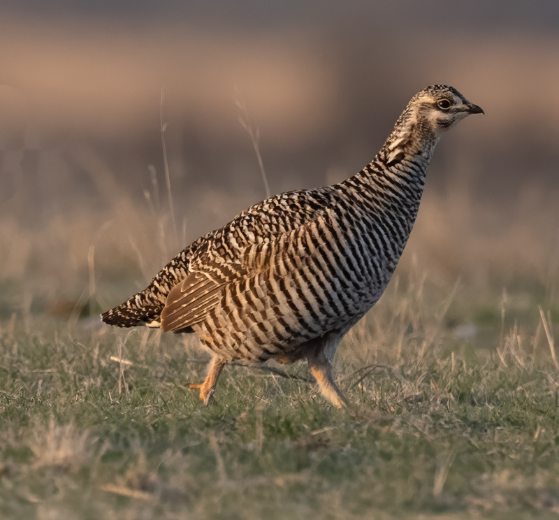 Greater_Prairie-Chicken_24_KA_L_305