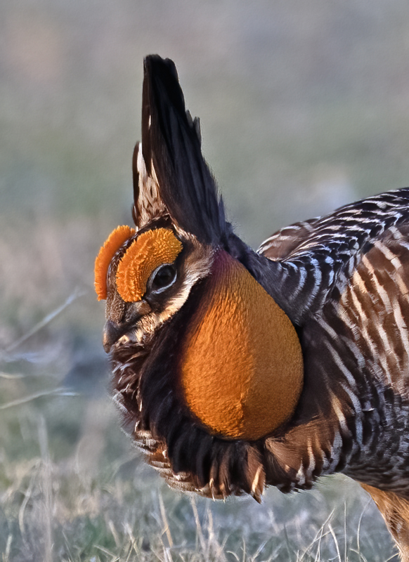 Greater_Prairie-Chicken_24_KA_L_310