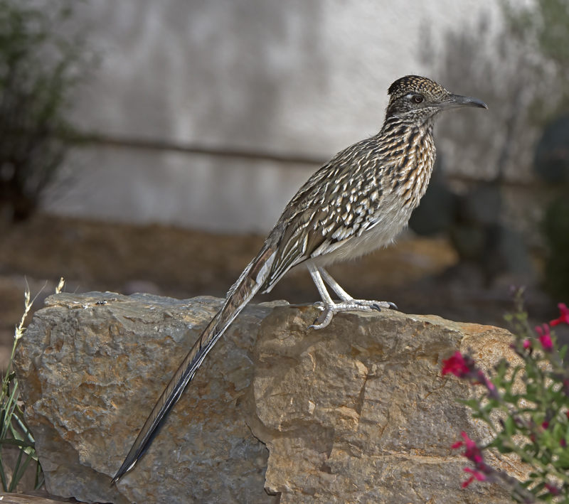 Greater_Roadrunner_15_AZ_045