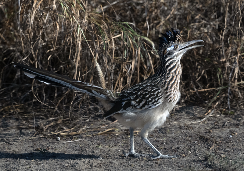 Greater_Roadrunner_24_TX_L_008