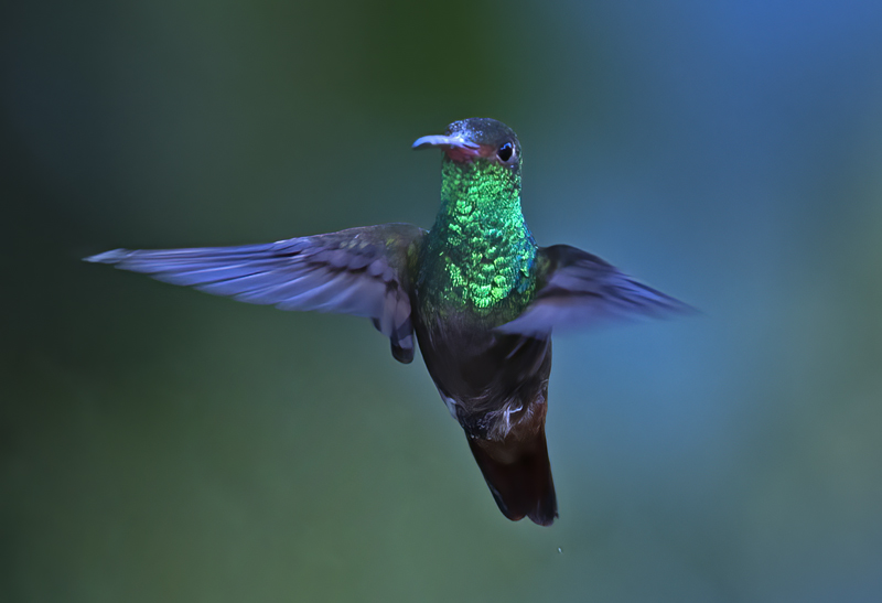 Green-crowned_Woodnymph_18_Ecuador_045