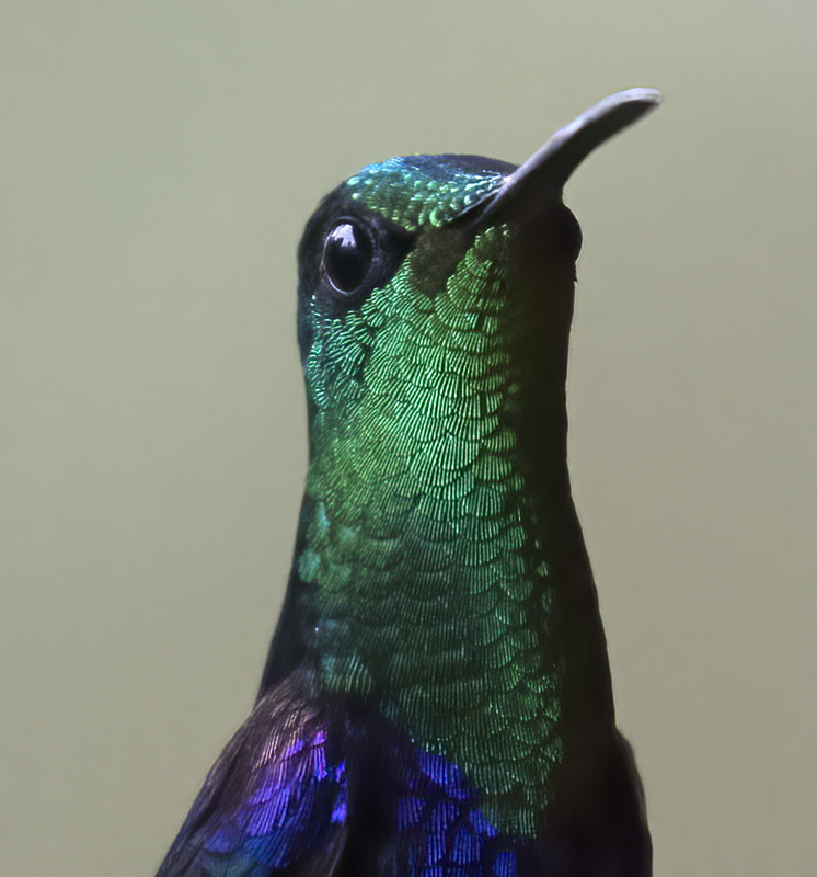 Green-crowned_Woodnymph_18_Ecuador_175