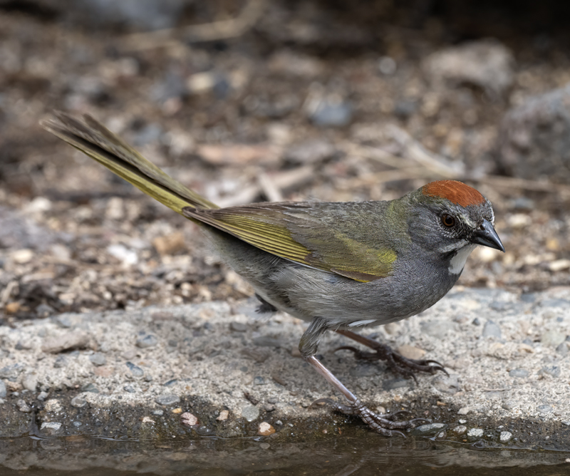 Green-tailed_Towhee_23_OR_L_537