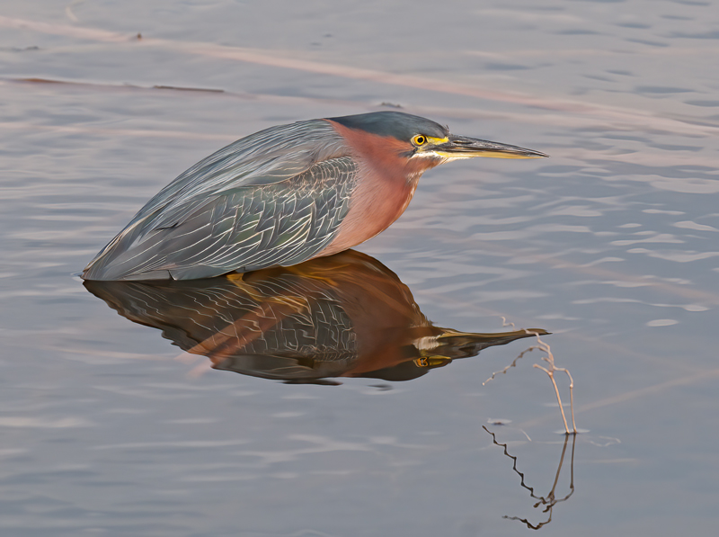 Green_Heron_10_FL_029