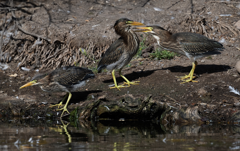 Green_Heron_23_CA_L_506
