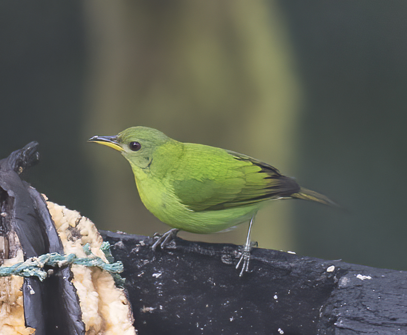 Green_Honeycreeper_18_Ecuador_014